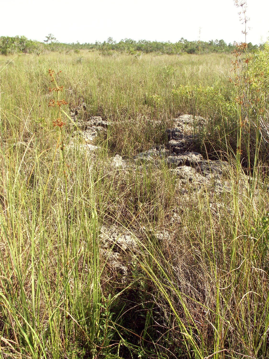 Everglades limestone and sawgrass prairie, empty of people