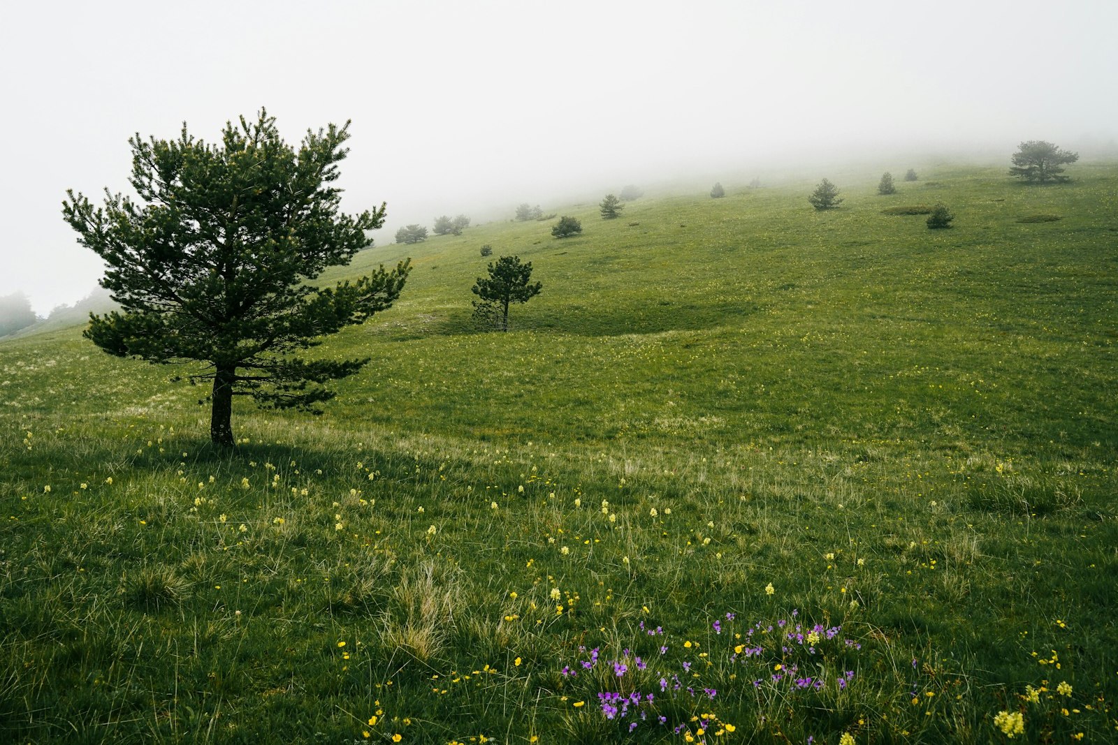 a lone tree in the middle of a foggy field, empty of people