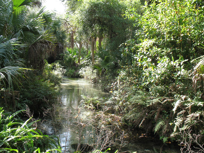 Juniper Springs Ocala, empty of people