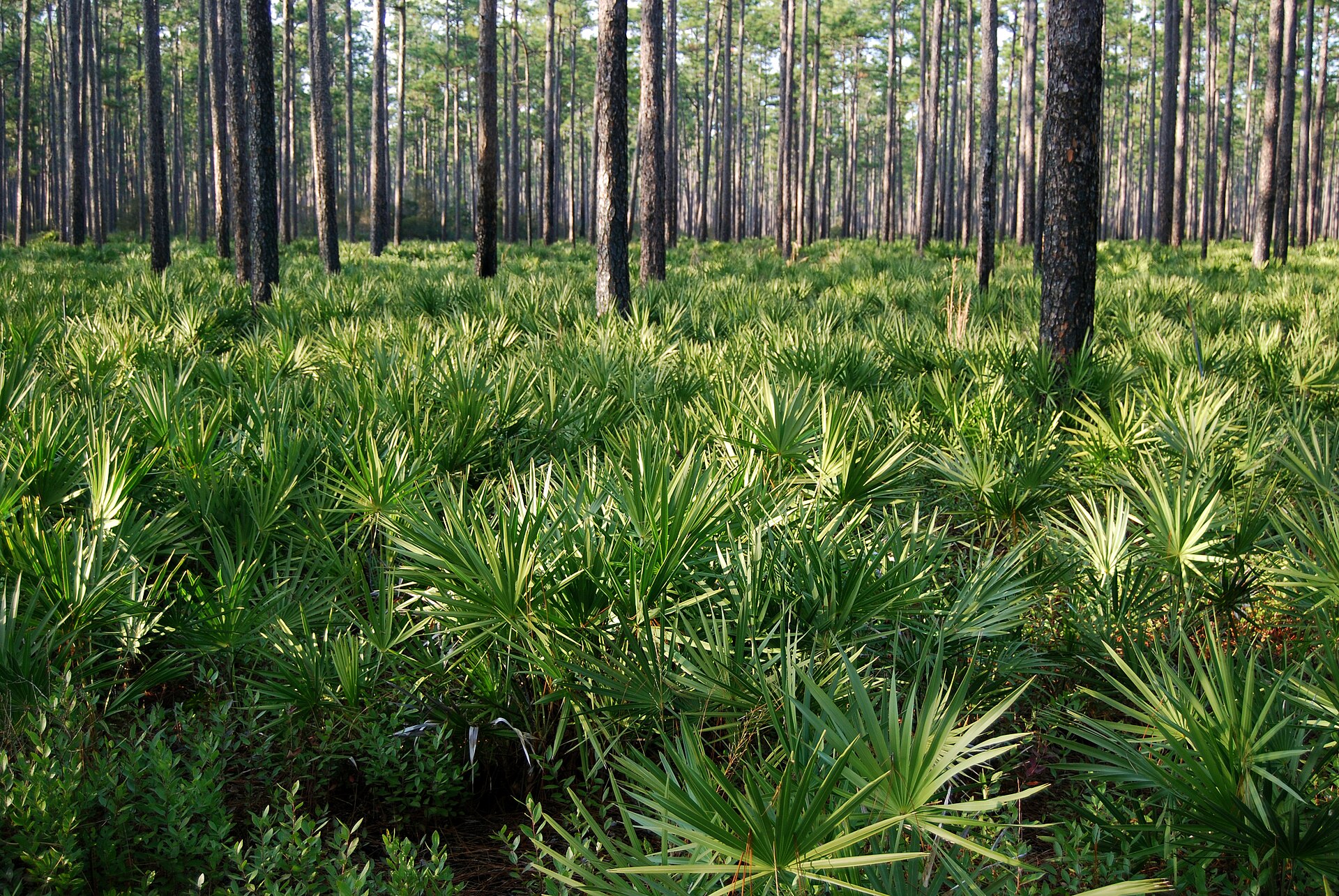 Osceola National Forest pine and palmetto, empty of people
