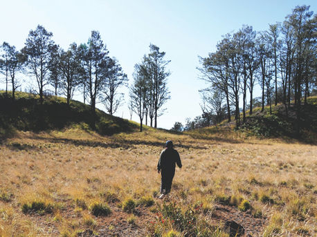 Open longleaf pine and wiregrass savanna ground cover in south Georgia quail habitat, the type of ground cover feral hog rooting disrupts