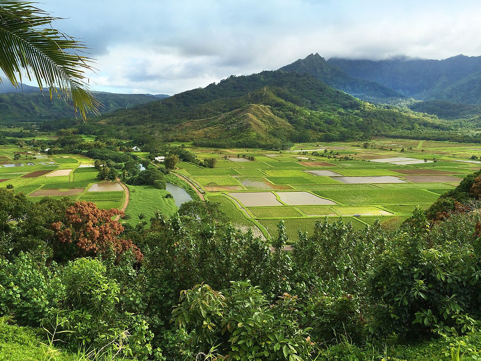 Hanalei Valley taro fields and mountains from overlook, Kauai photograph