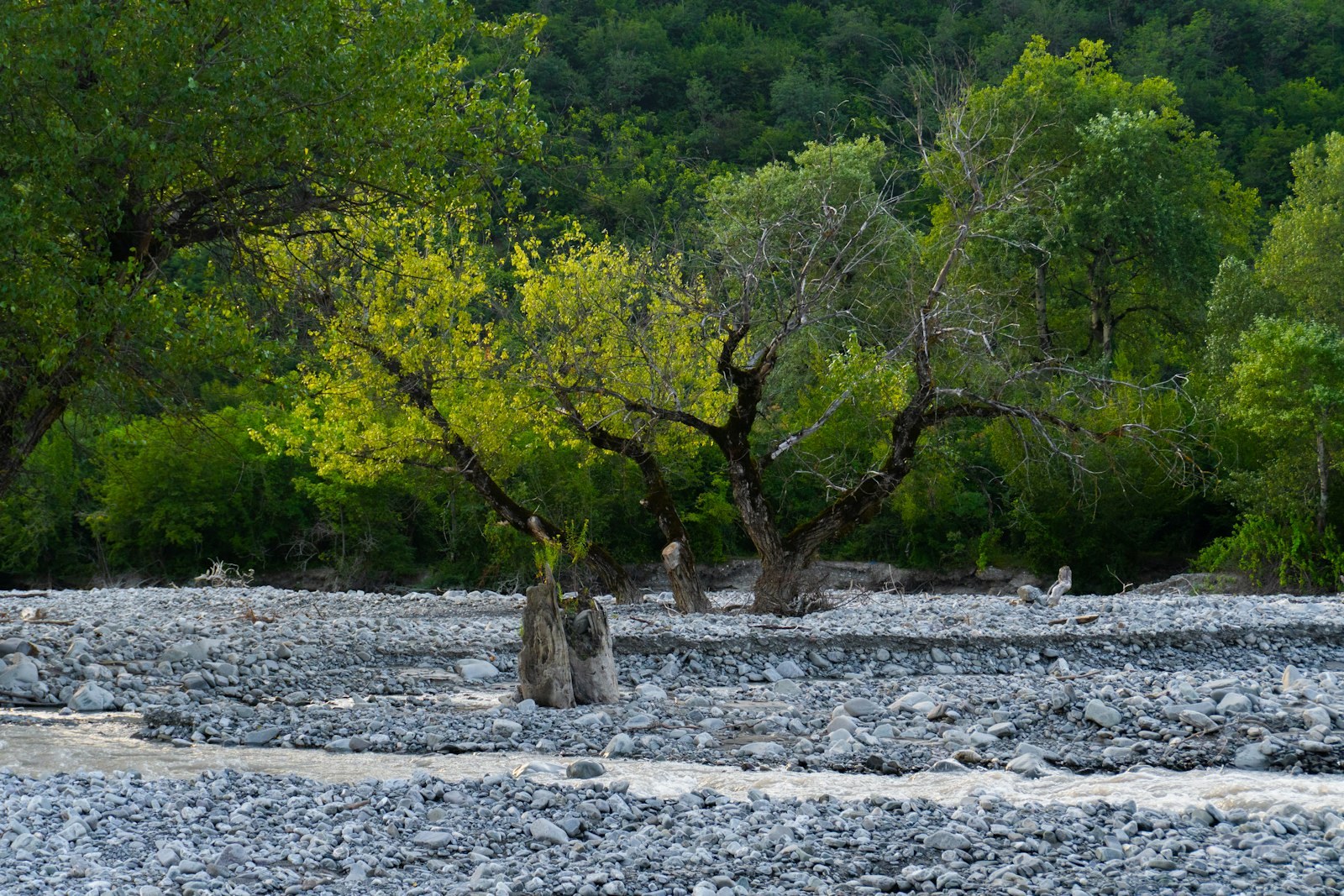Green trees and rocky riverbed with dense forest background, empty of people