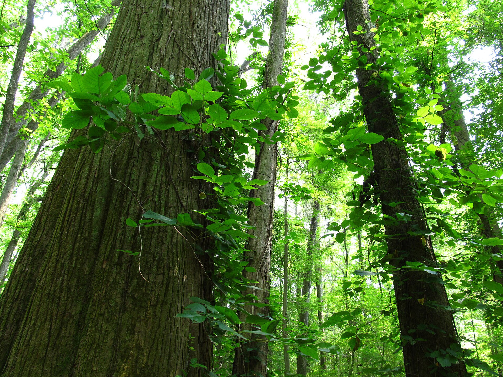 Congaree canopy and vine-covered trunks, empty of people