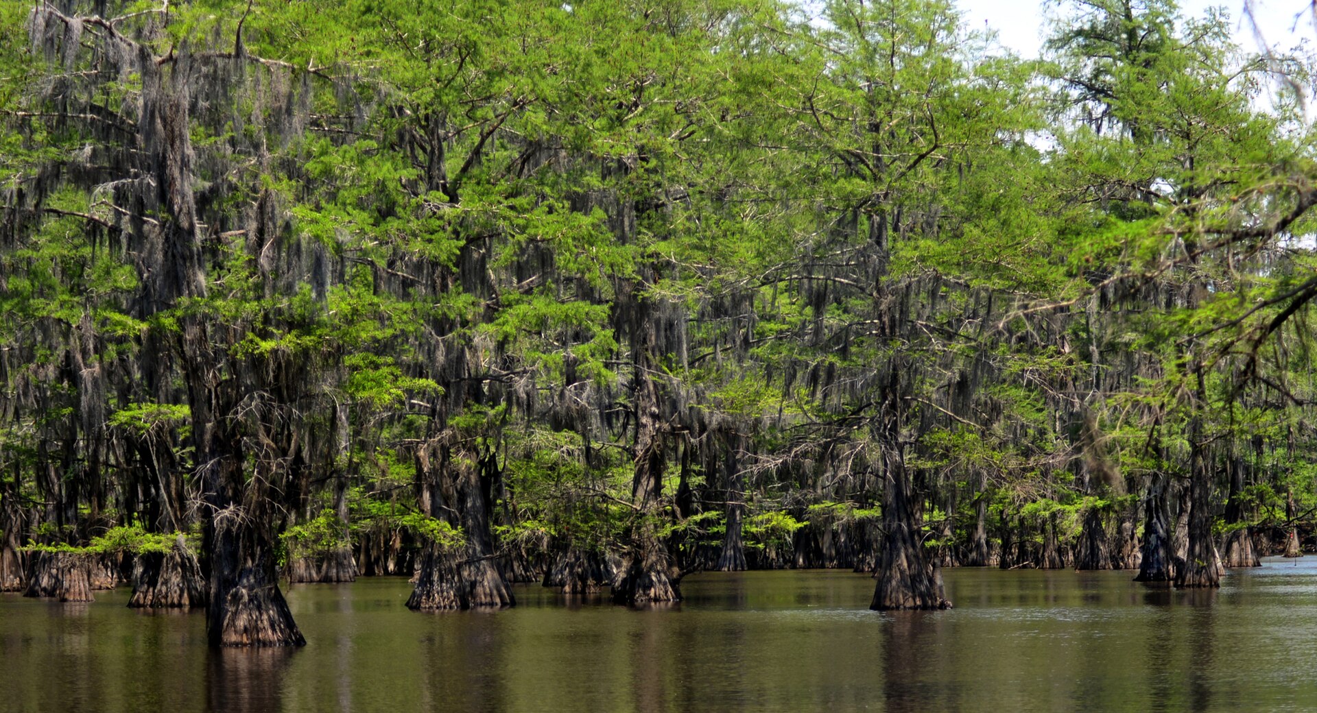 Caddo Lake cypress swamp, empty of people