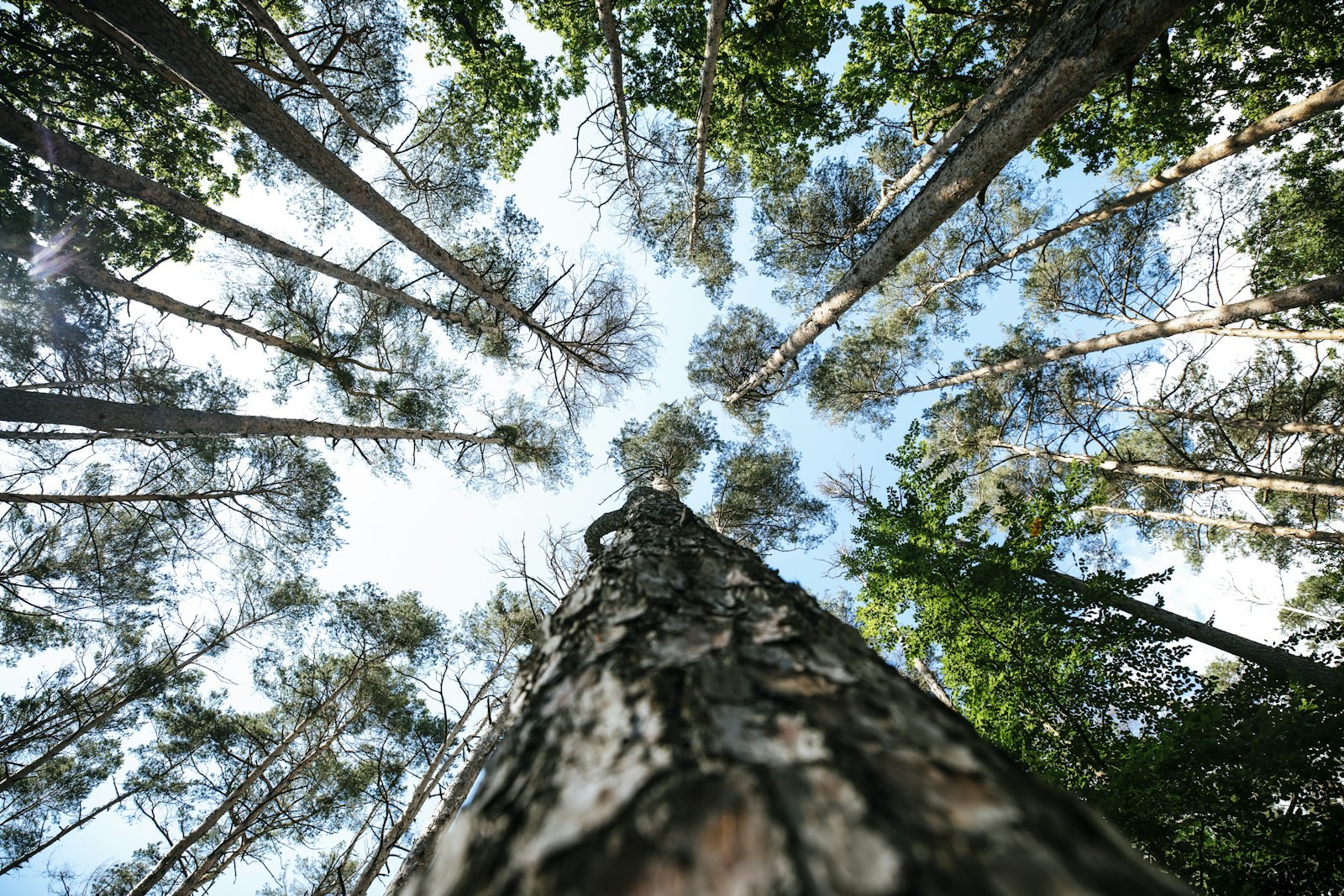 low angle photography of green trees during daytime, empty of people