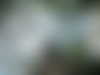 low angle photography of green trees during daytime, empty of people