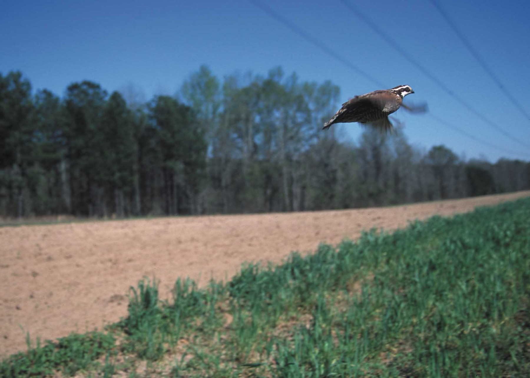 A northern bobwhite in flight low over a plowed field edge with green growth and a tree line behind