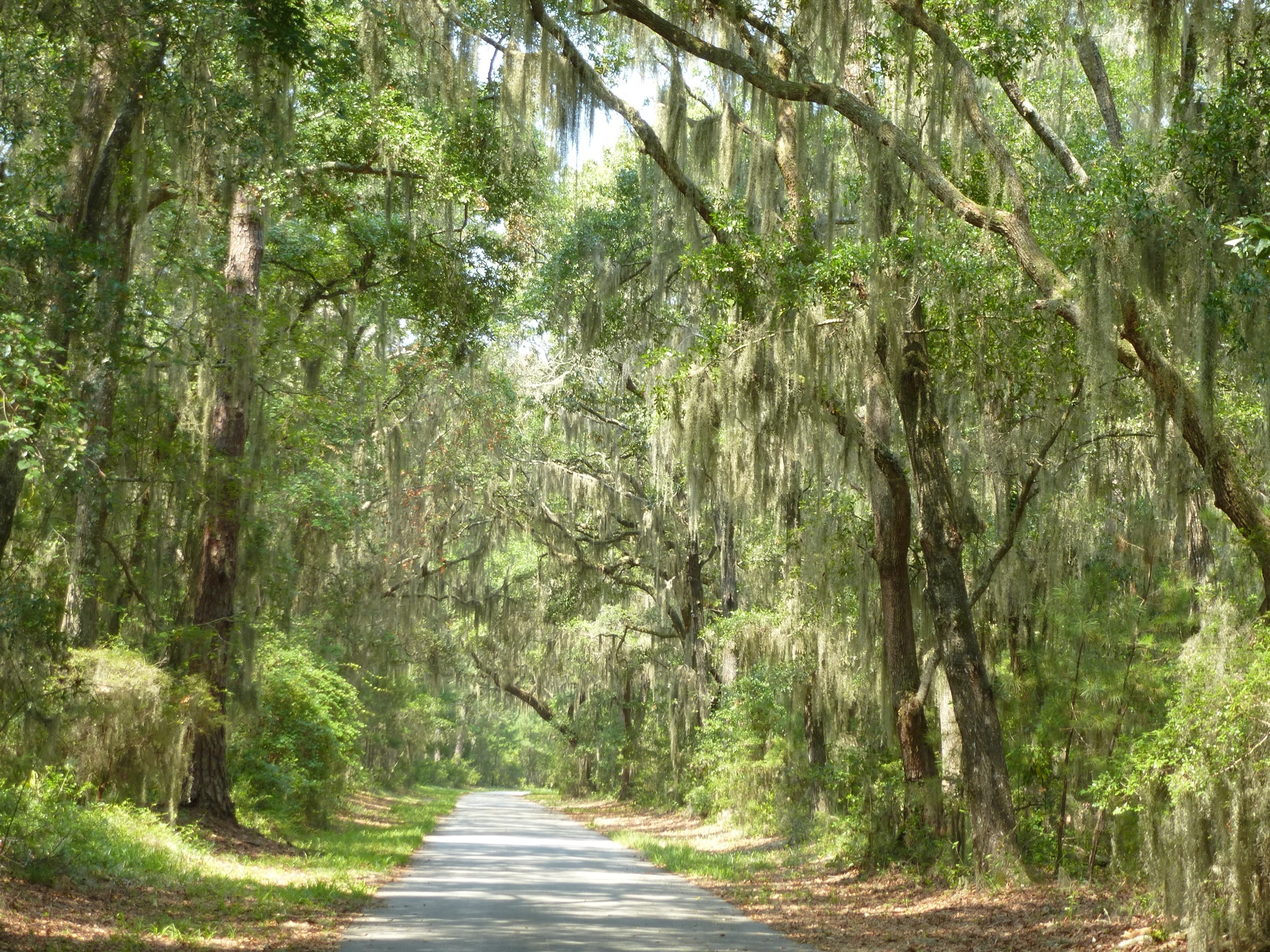 Live-oak and Spanish moss lane