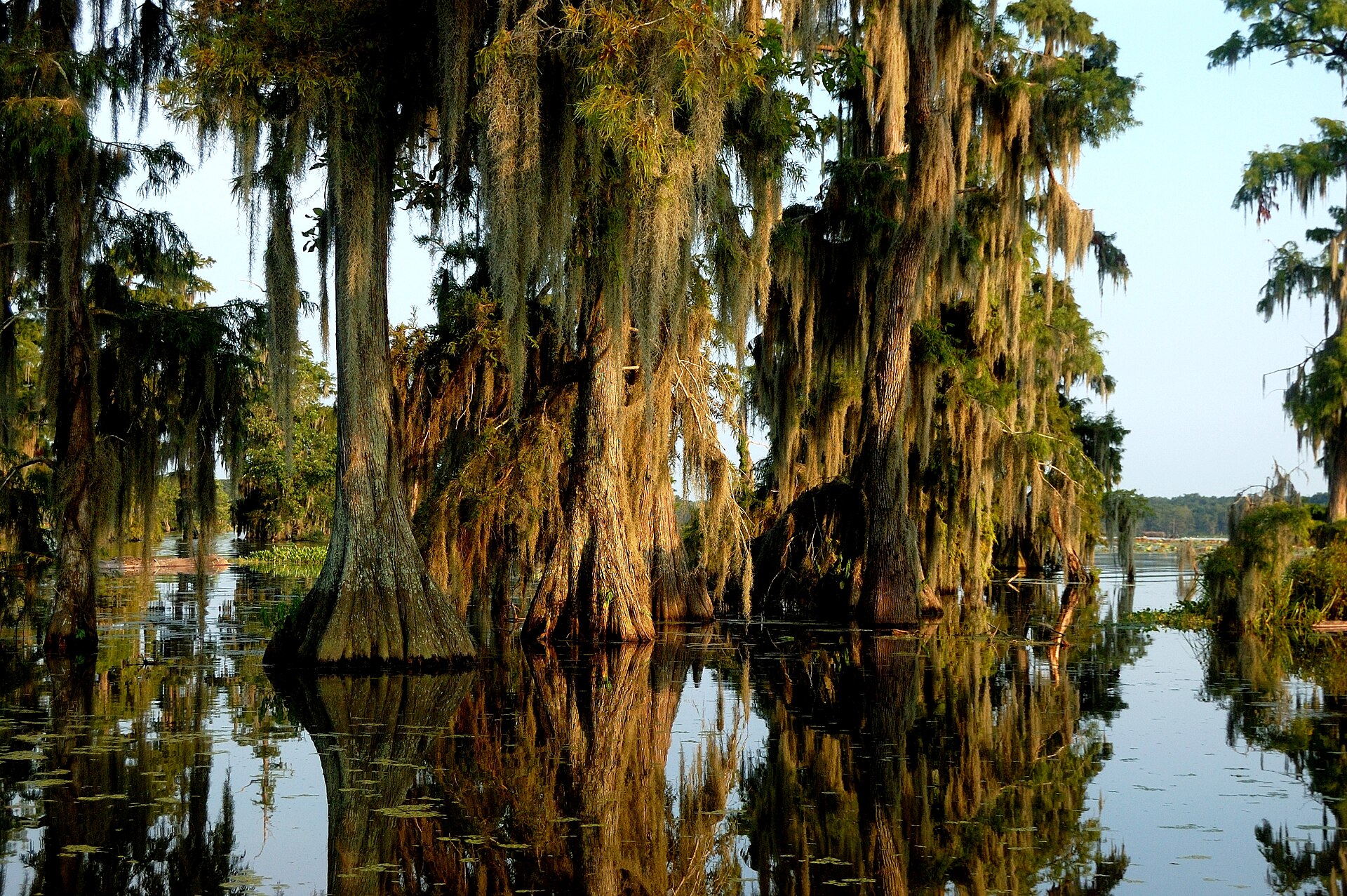 Lake Martin cypress Louisiana, empty of people