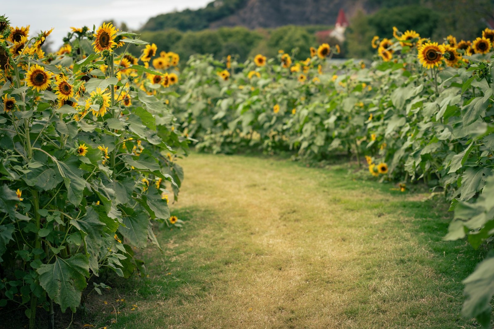 A field of sunflowers with a dirt path in the middle, empty of people