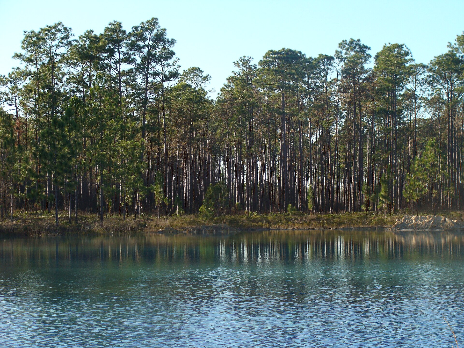 Apalachicola National Forest, empty of people