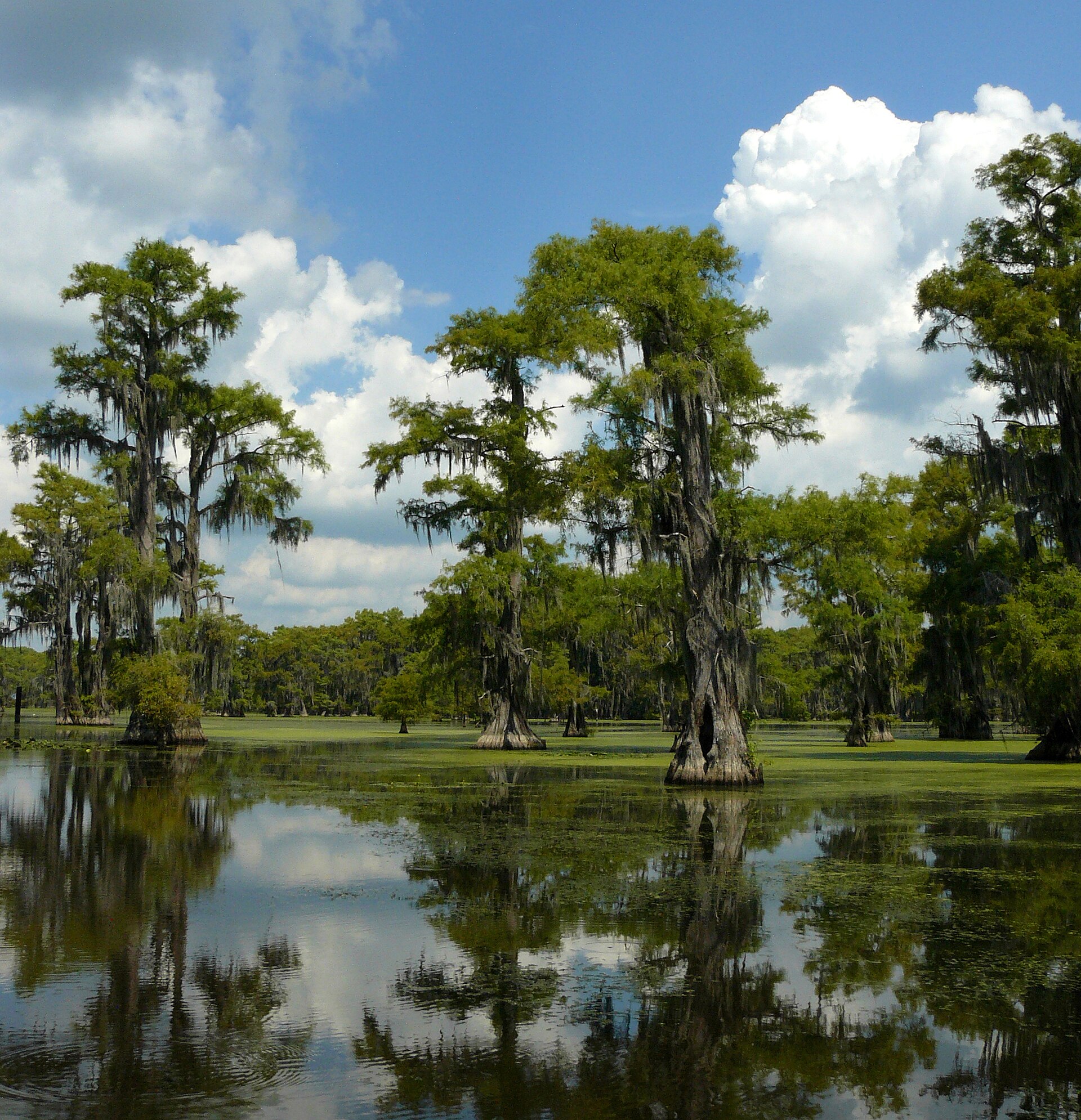 Caddo Lake cypress standing in water, empty of people
