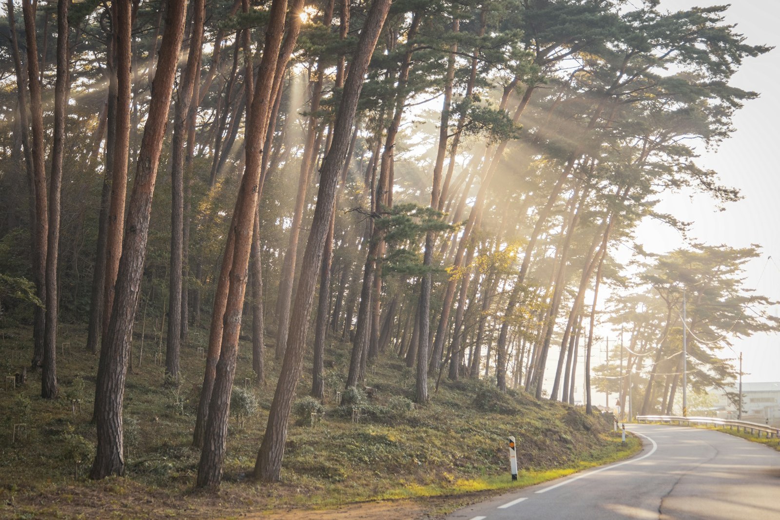 a road with trees on the side, empty of people