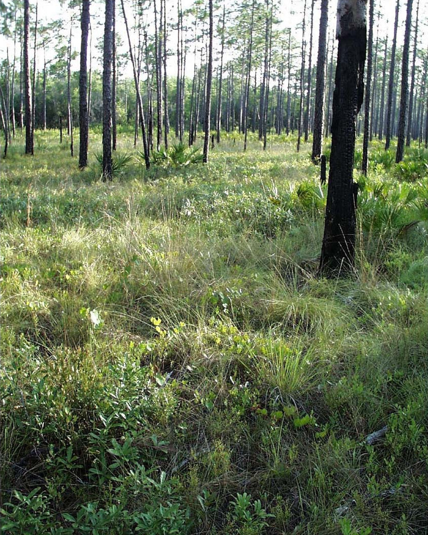 Southern pine savanna with palmetto, empty of people