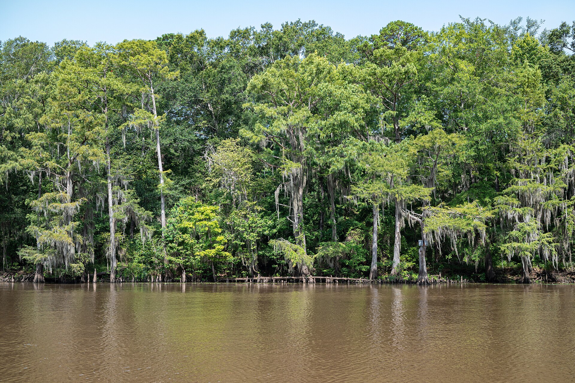 Caddo Lake Texas cypress, empty of people