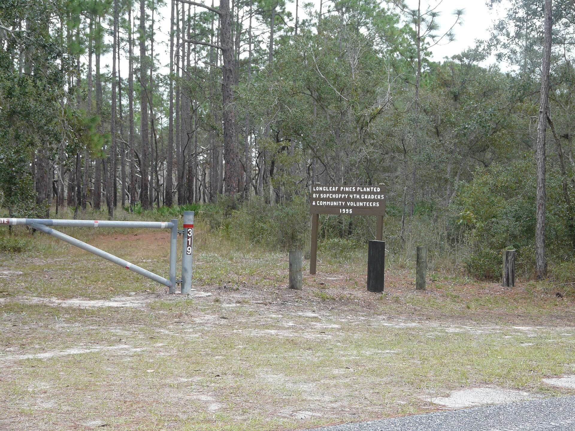 Apalachicola National Forest pine, empty of people