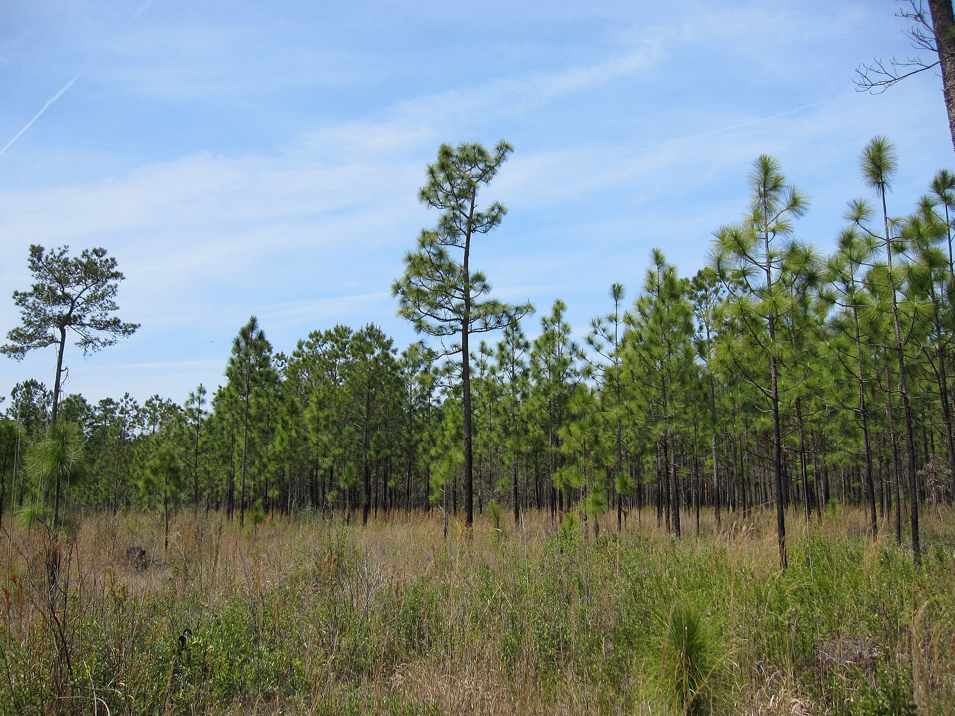 Francis Marion longleaf pine, empty of people