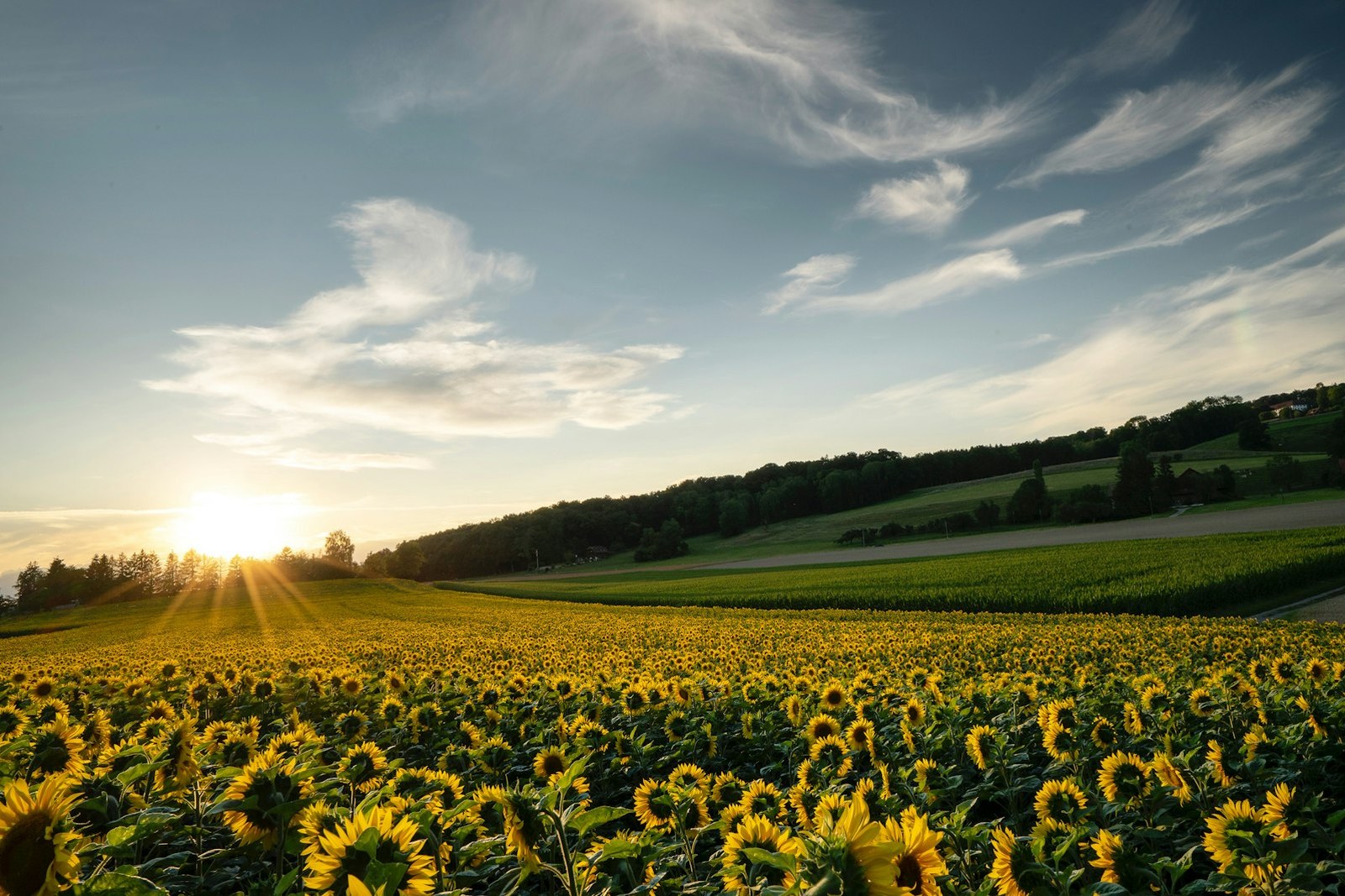 yellow flower field under blue sky during daytime, empty of people