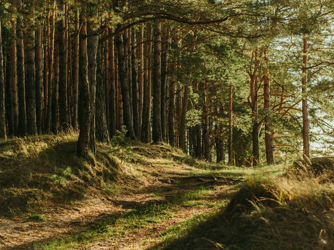 green leafed trees, empty of people