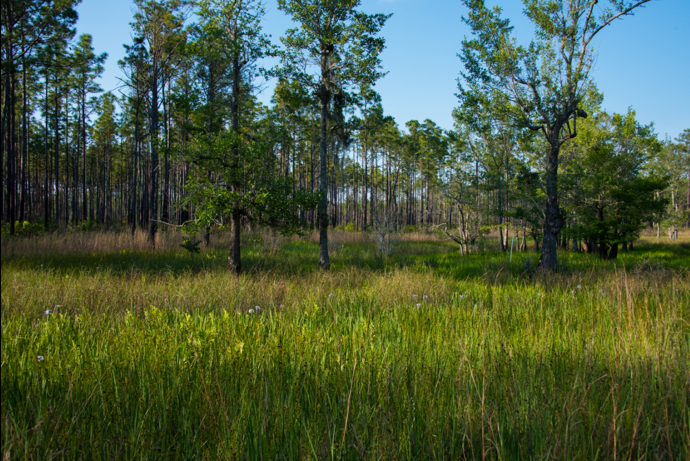 Francis Marion longleaf pine, empty of people