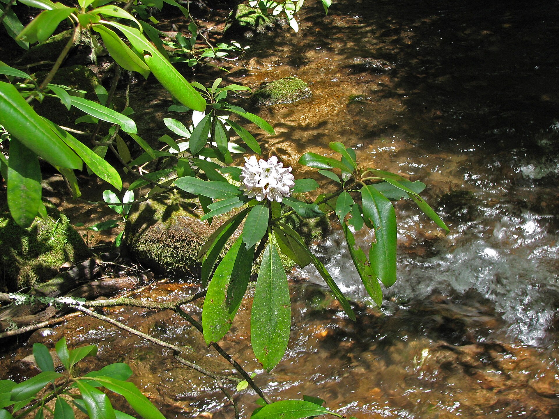 Great Smoky Mountains Tennessee forest, empty of people