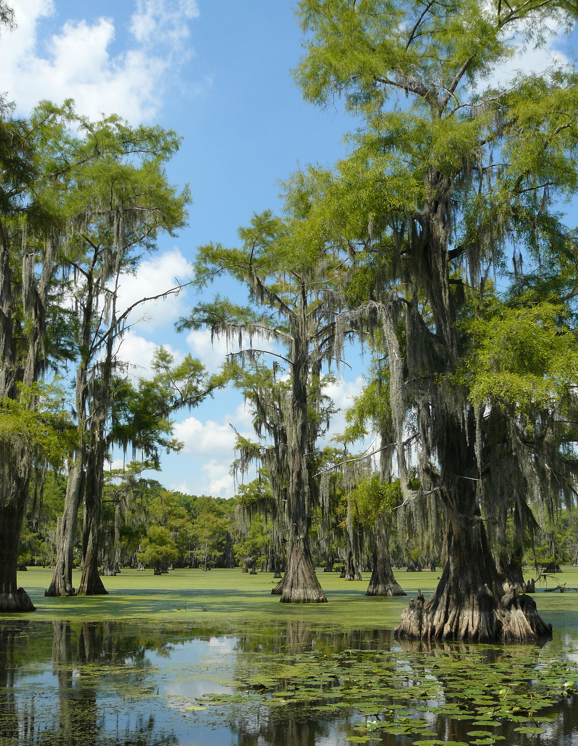 Caddo Lake bald cypress and Spanish moss, empty of people