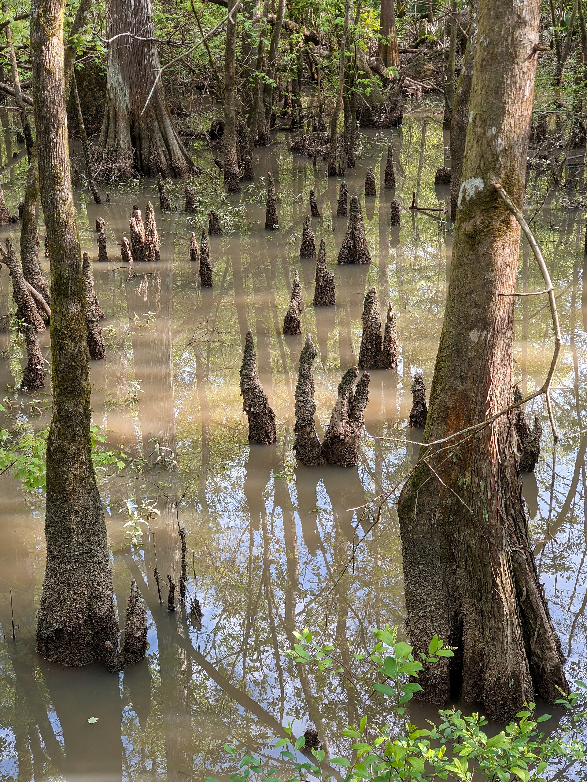 Tickfaw State Park cypress knees, empty of people