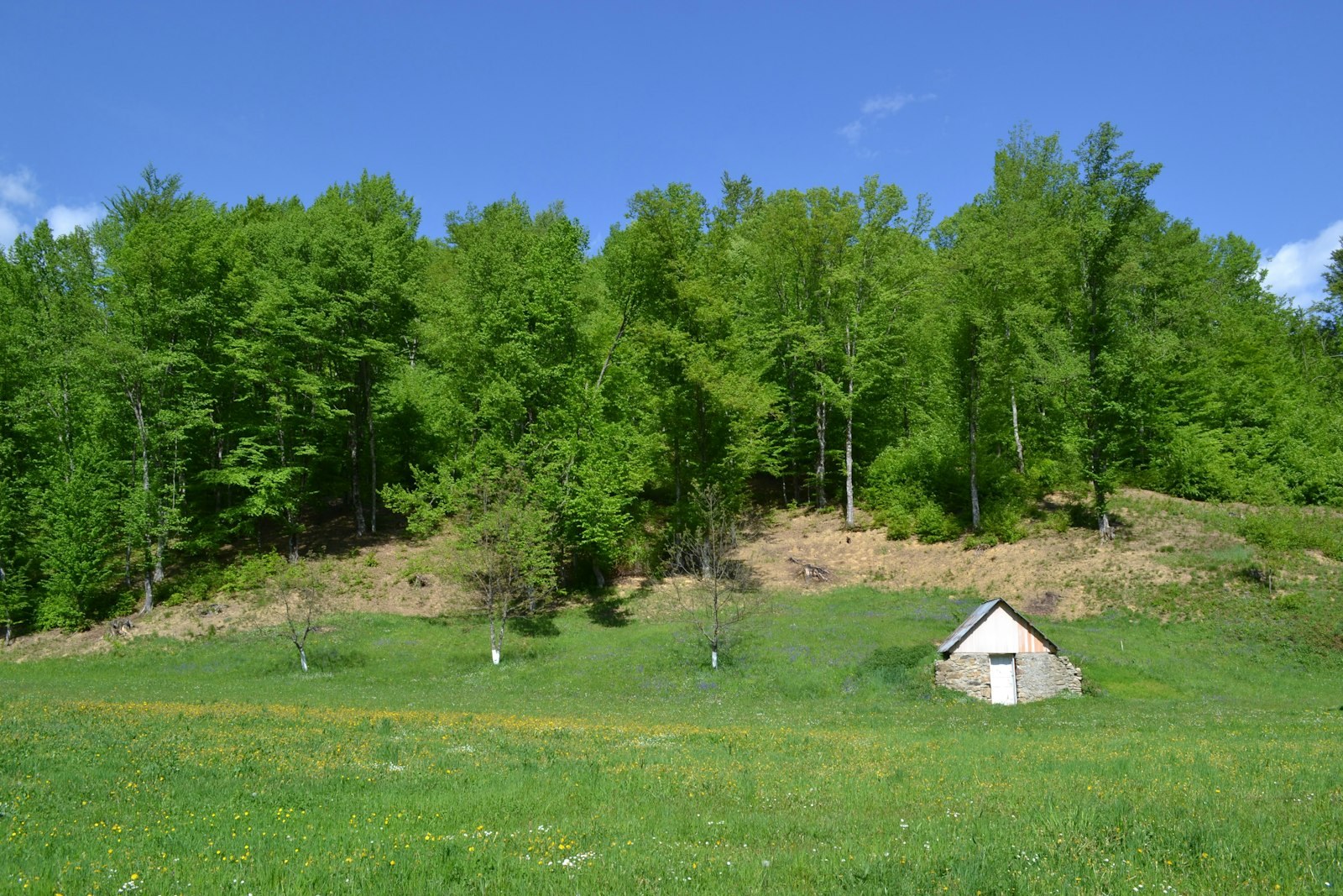 a grassy field with a small house in the middle of it, empty of people