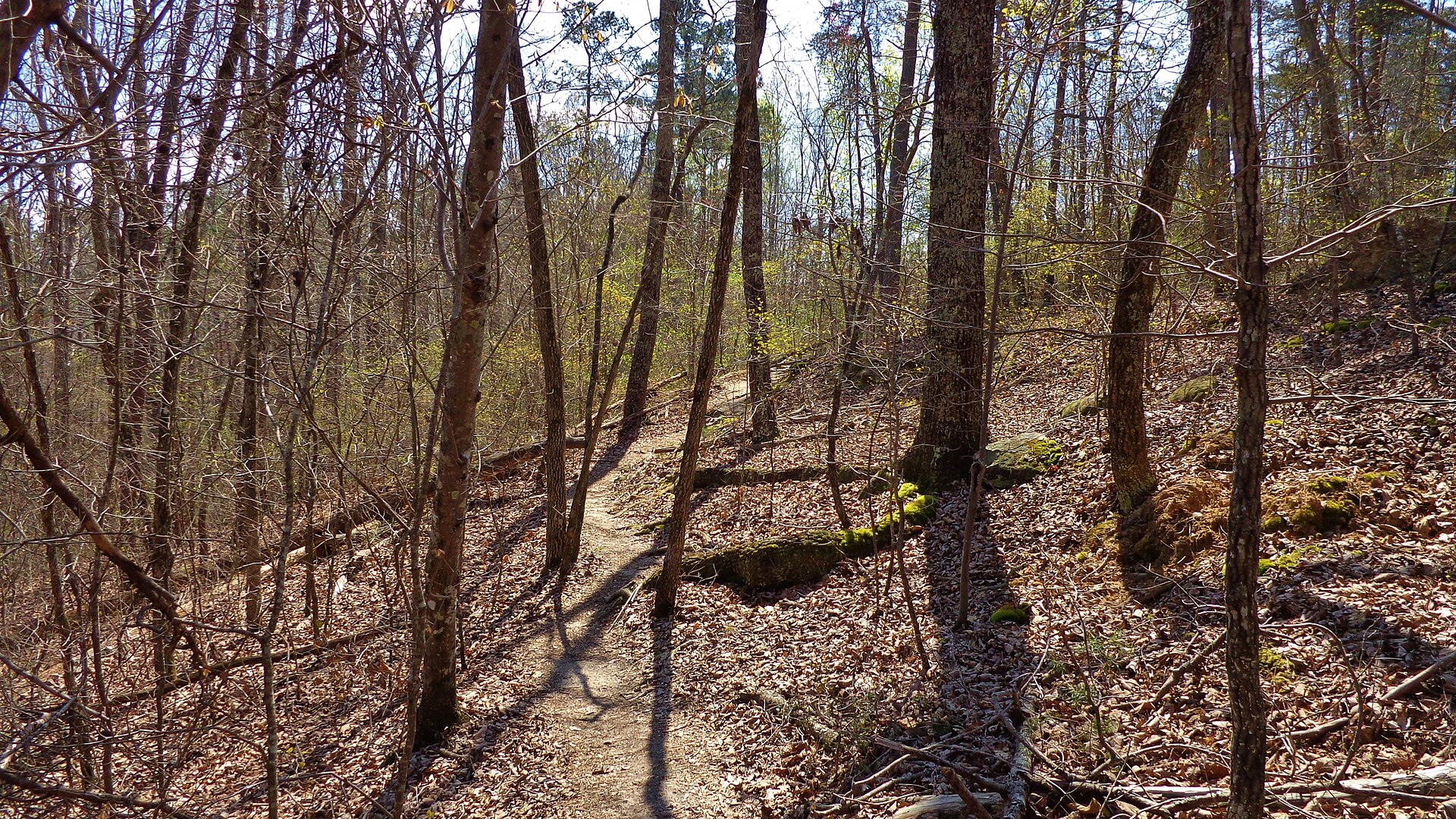 Sipsey Wilderness leaf-covered trail, empty of people
