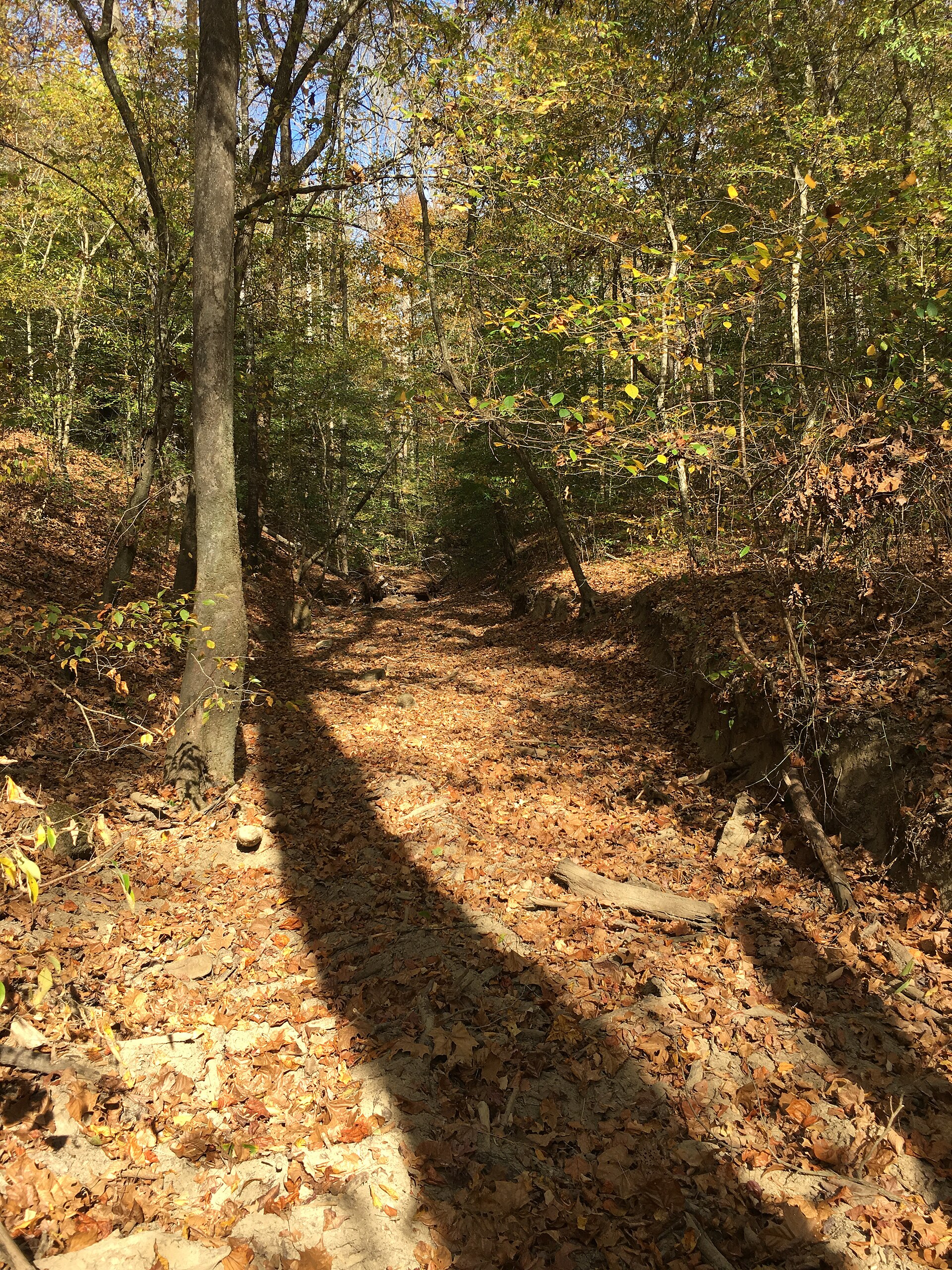 Leaf-covered southern woodland hollow, empty of people