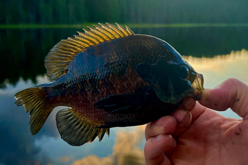 Crappie Fishing