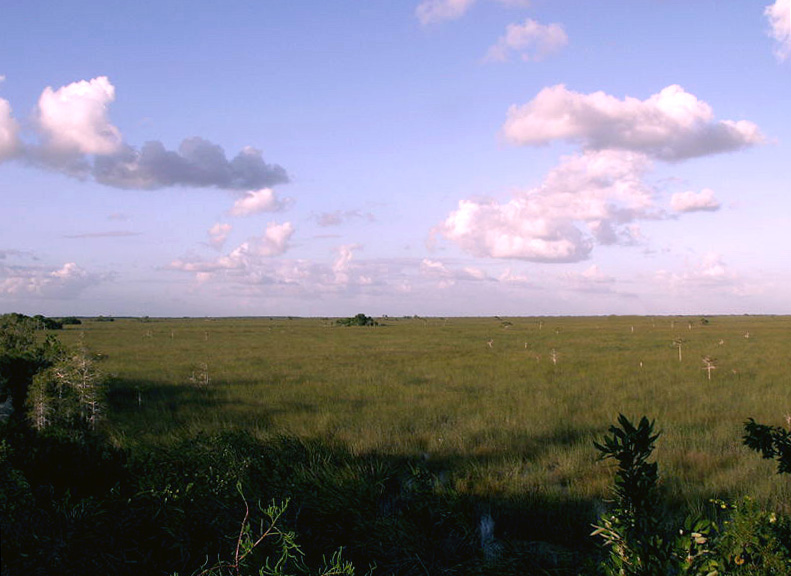 Everglades marsh with tree islands, empty of people