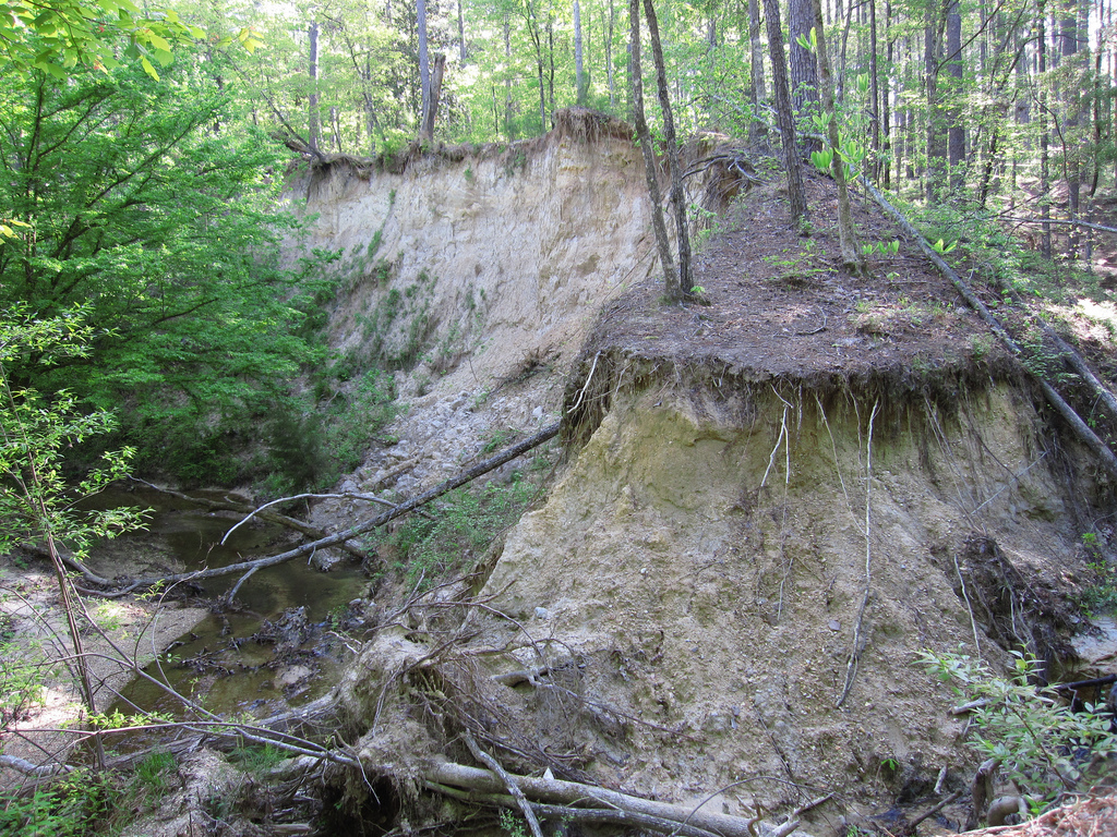 Southern creek bank in pine woods, empty of people