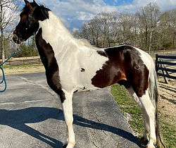 Homozygous Stallion Rawhide's Painted Double