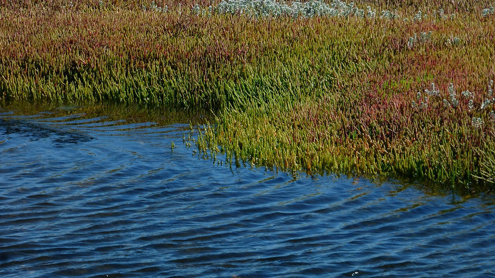 Coastal saltmarsh grass along the edge of blue tidal water