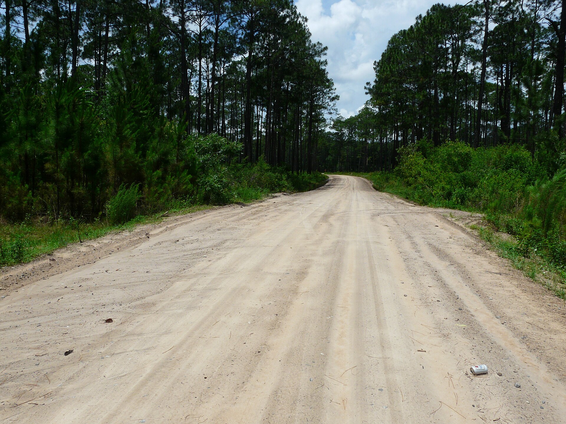 Apalachicola National Forest pine, empty of people