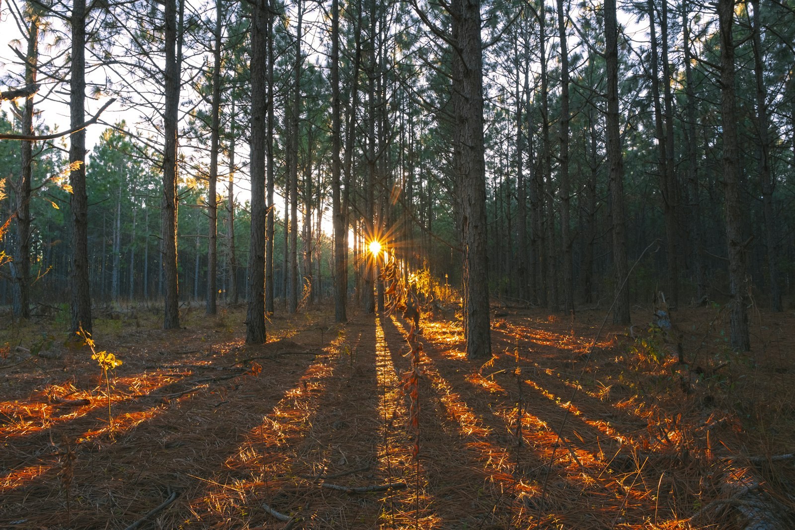 brown trees on brown soil during daytime, empty of people