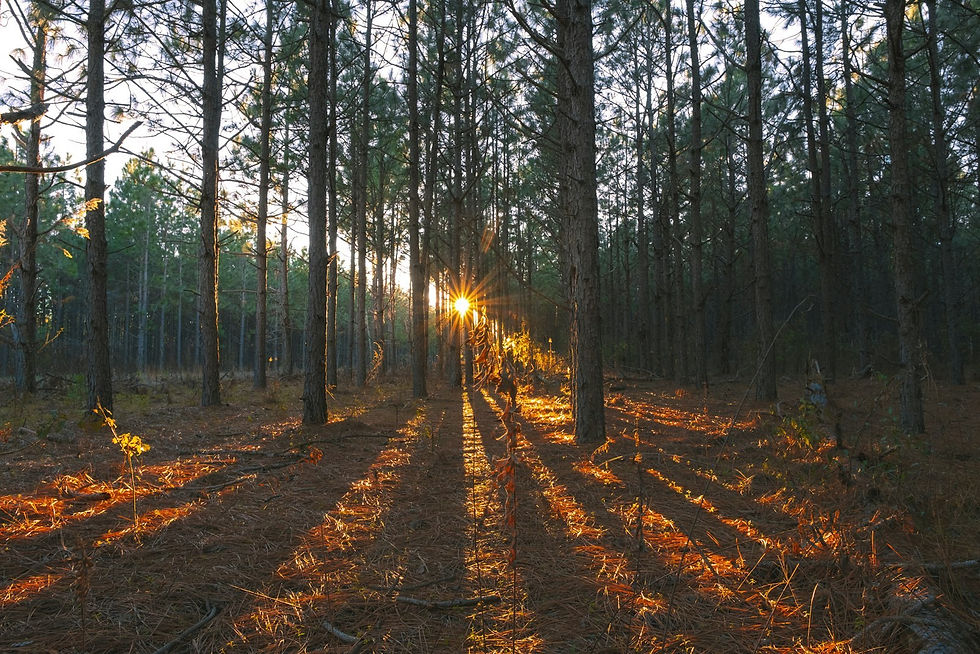 brown trees on brown soil during daytime, empty of people