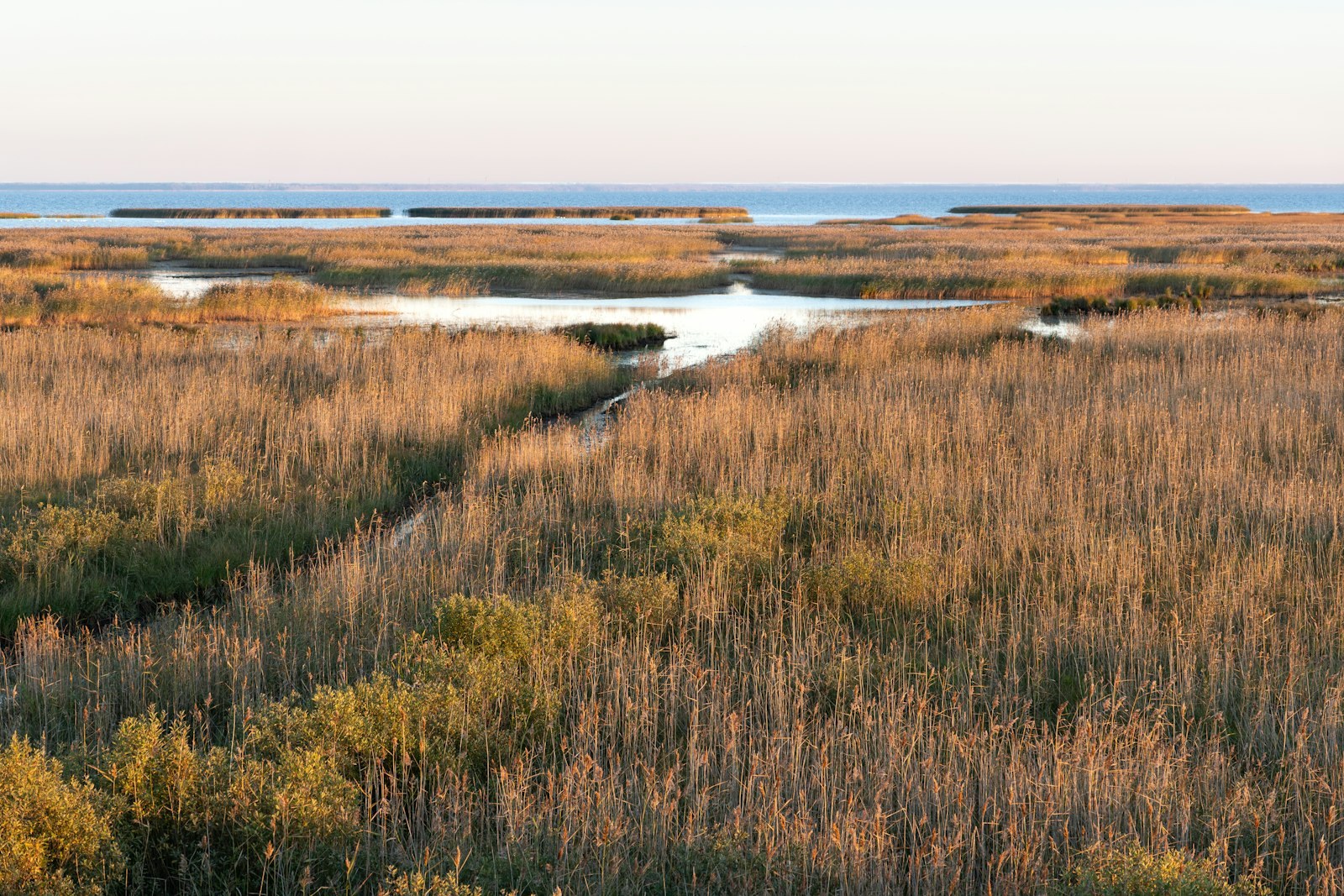Tall marsh grass borders calm water under a clear sky, empty of people