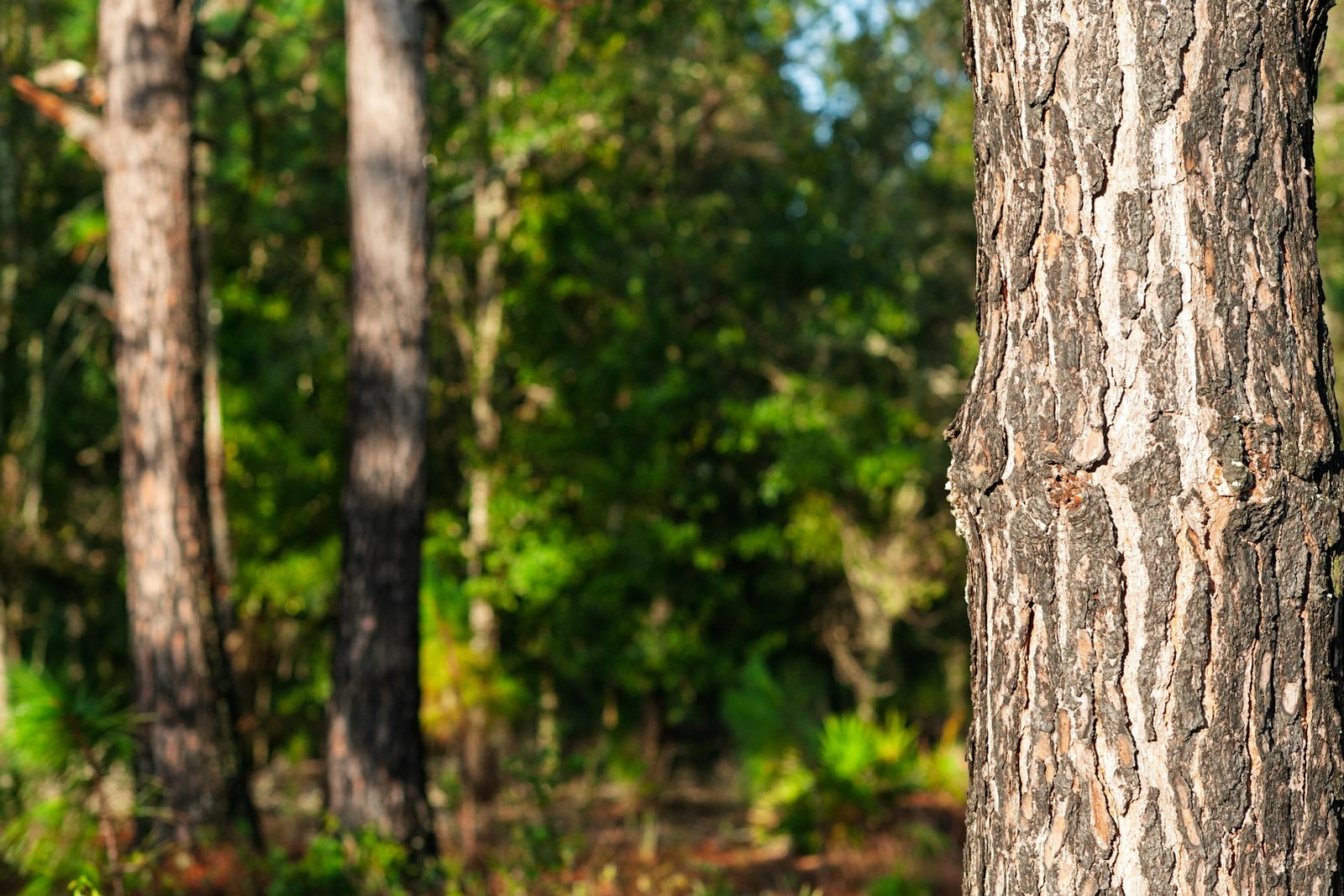 Close-up of tree bark with forest background, empty of people