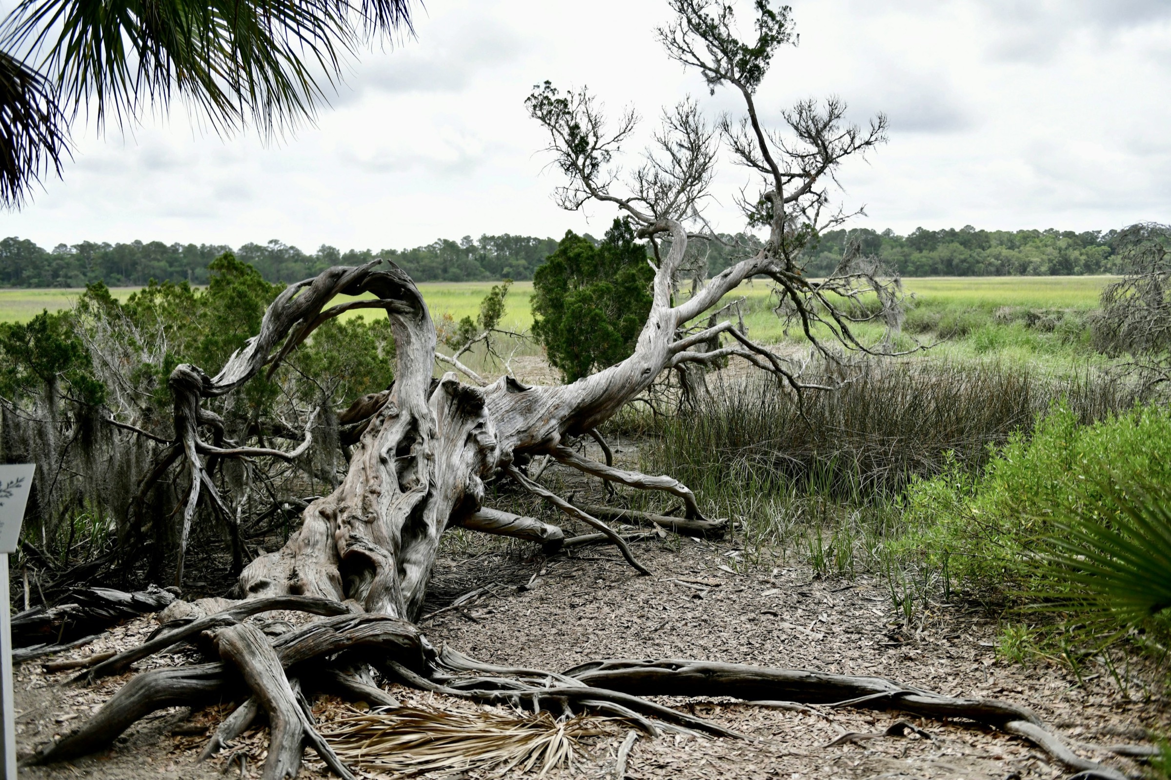 A weathered fallen tree and palmetto at the edge of a Georgia coastal salt marsh