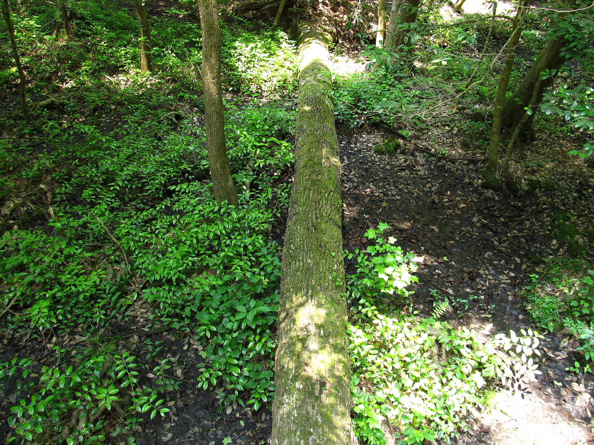 Congaree forest floor and mossy log, empty of people