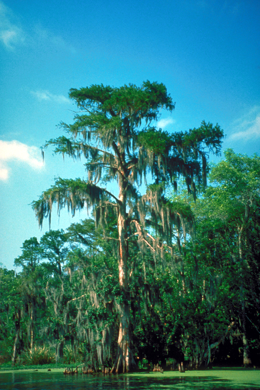 Bald cypress and Spanish moss, empty of people