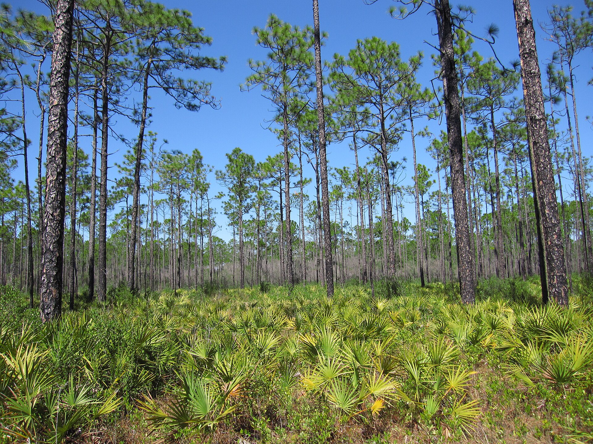 Apalachicola National Forest pine, empty of people