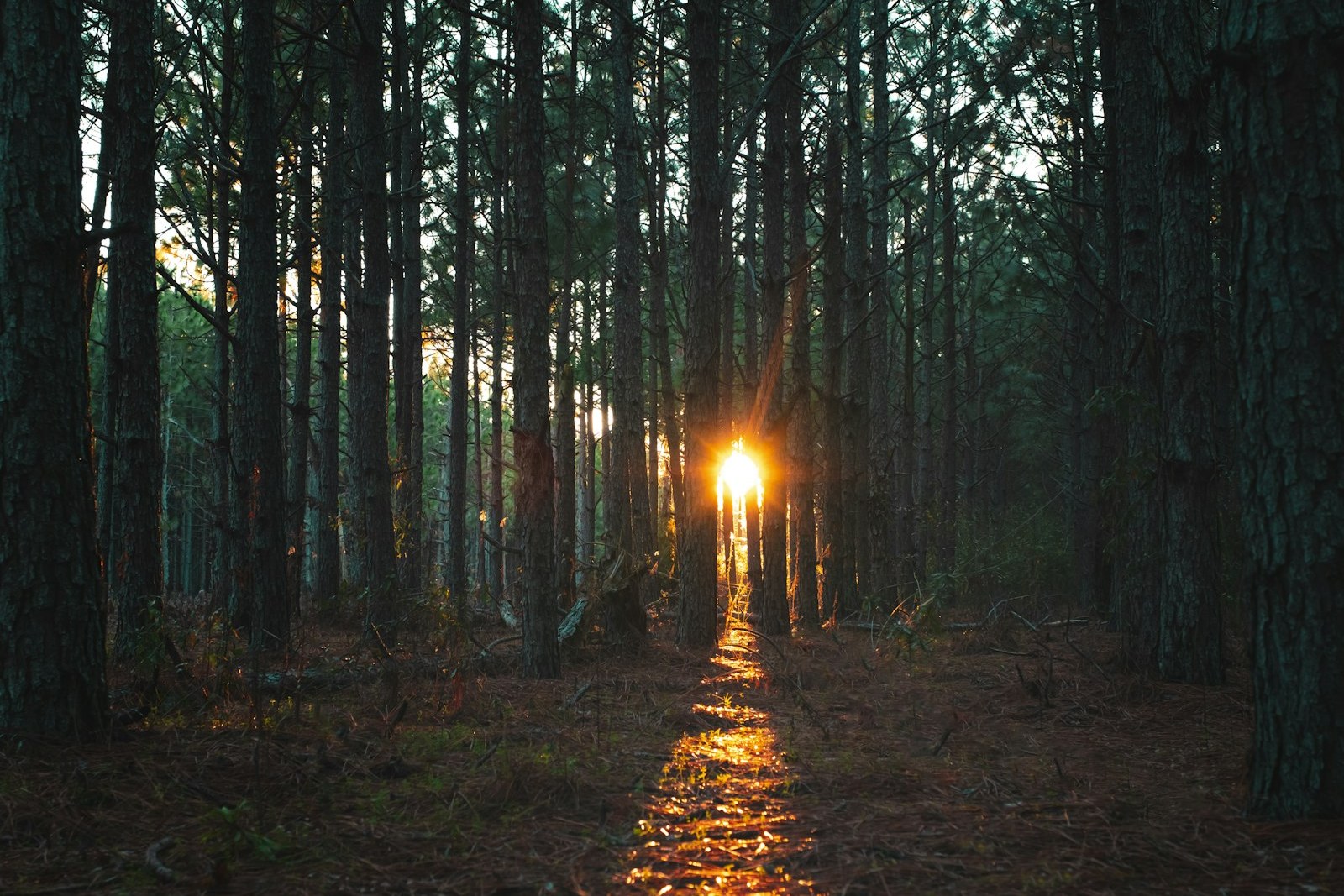 sun rays coming through trees, empty of people