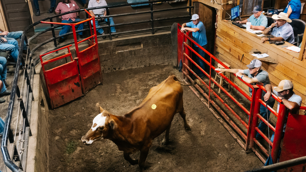 Pulaski Stockyard Livestock Auction 609 W Shoal St, Pulaski, TN