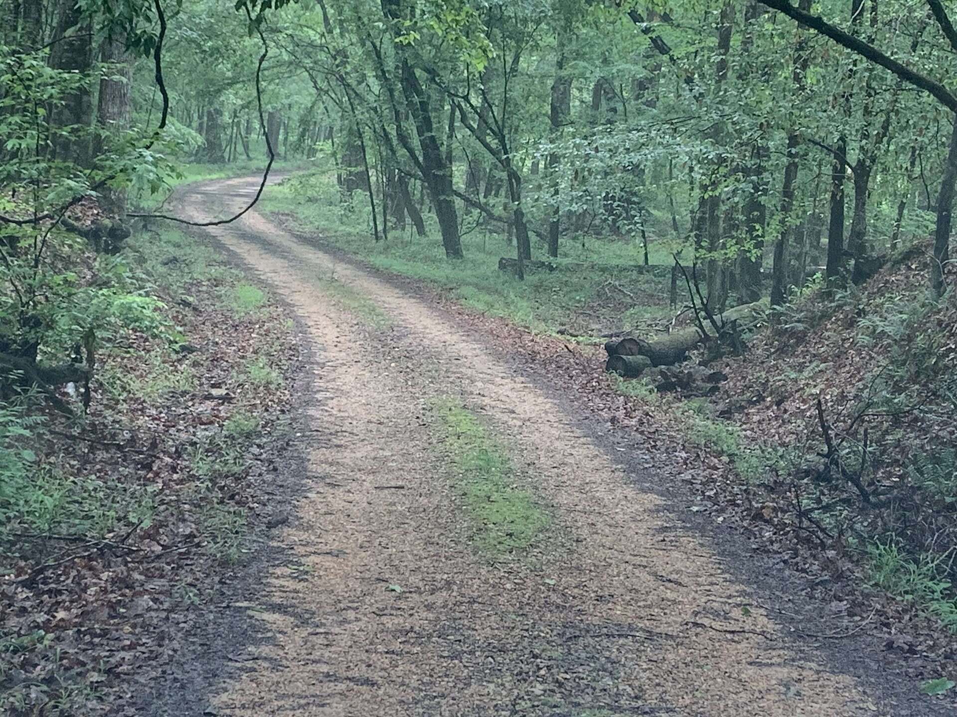 Dirt track through southeastern woods, empty of people