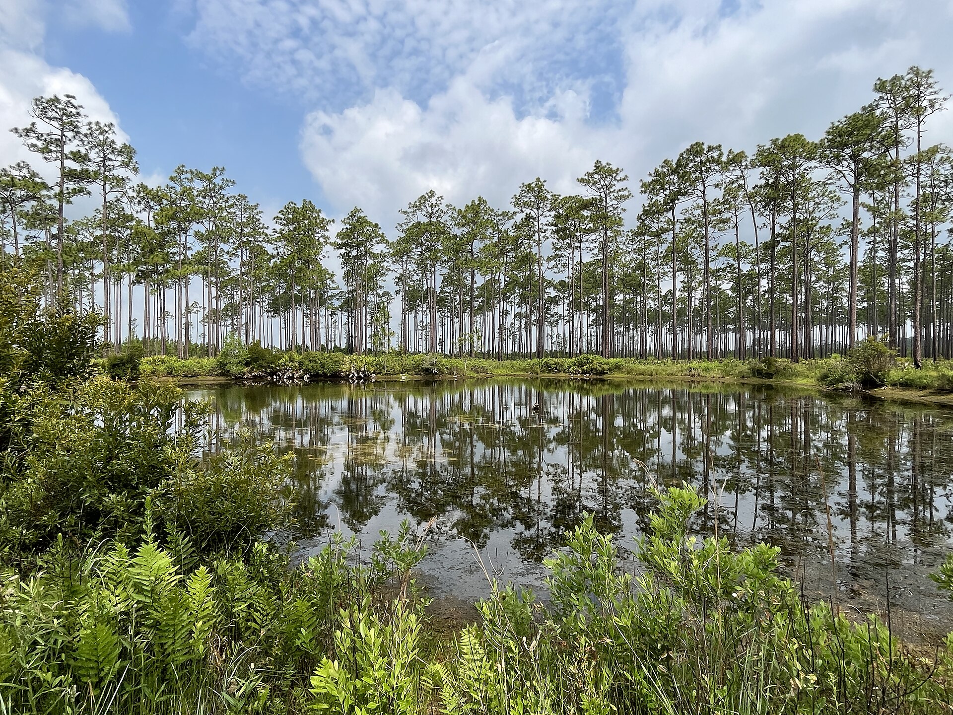 Okefenokee pine pond and reflections, empty of people