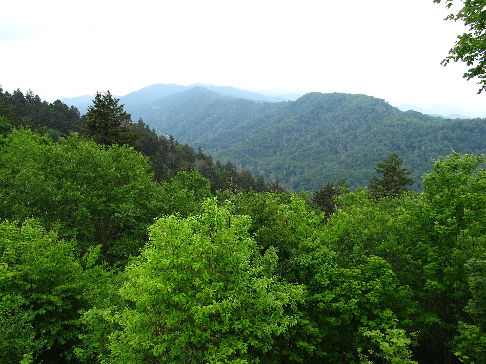 Great Smoky Mountains Tennessee forest, empty of people